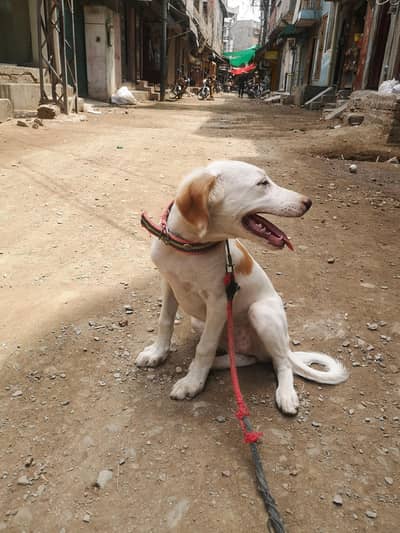 Male Puppy for Sale – 3 Months Old | Vaccinated