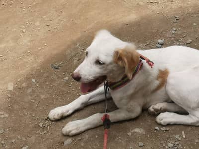 Male Puppy for Sale – 3 Months Old | Vaccinated