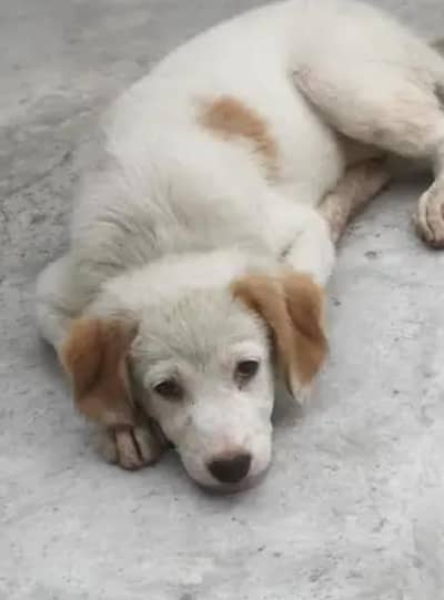 Male Puppy for Sale – 3 Months Old | Vaccinated