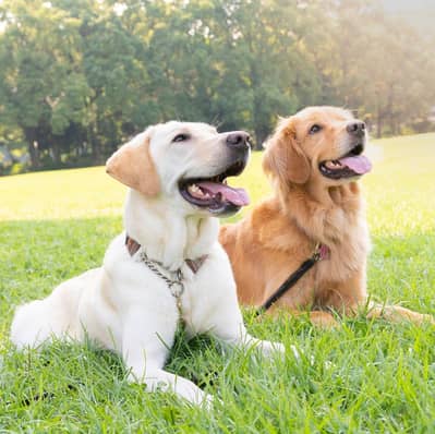 Male Puppy for Sale – 3 Months Old | Vaccinated