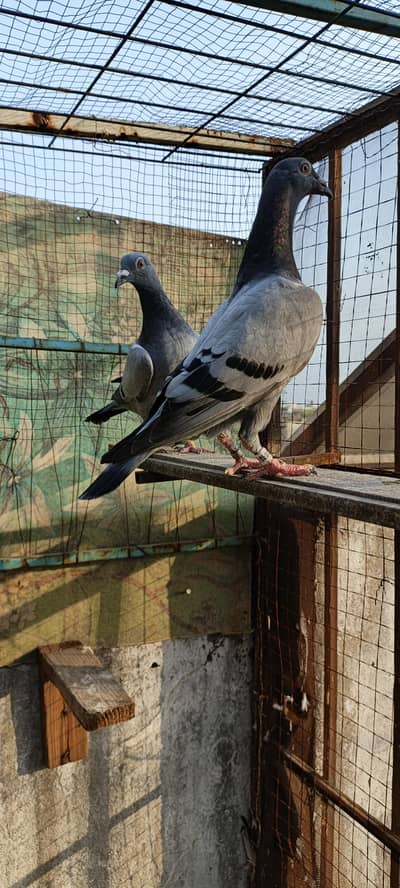 Blue bar pigeon and blue bar checkered pigeon pair