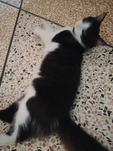 for sale cute baby cat 20day