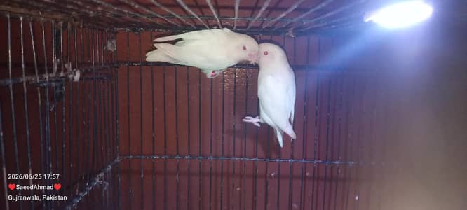 love bird for sale