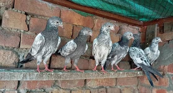 Baby Pigeons