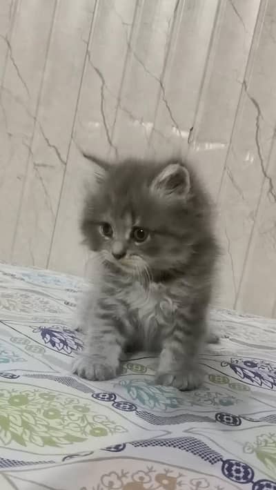 semi punch persian kitten