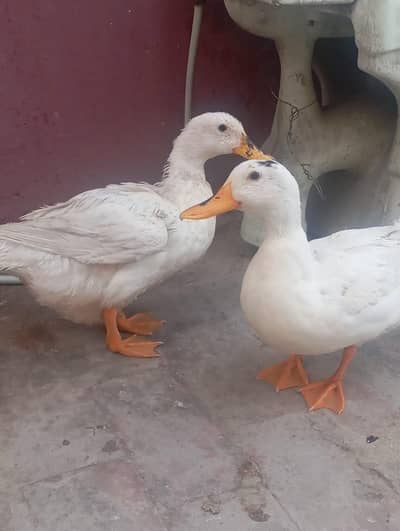 03208782463 Whatsapp or call egg laying