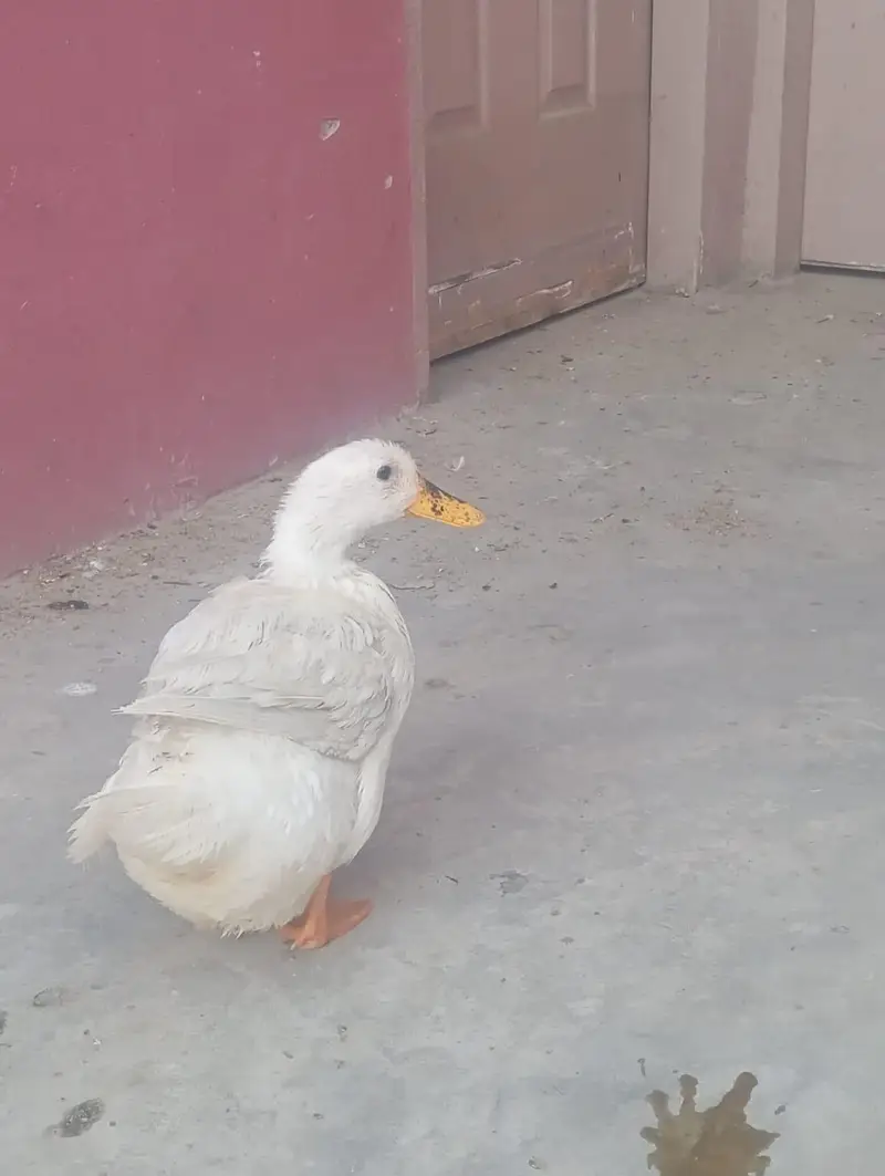 03208782463 Whatsapp or call egg laying — photo 2