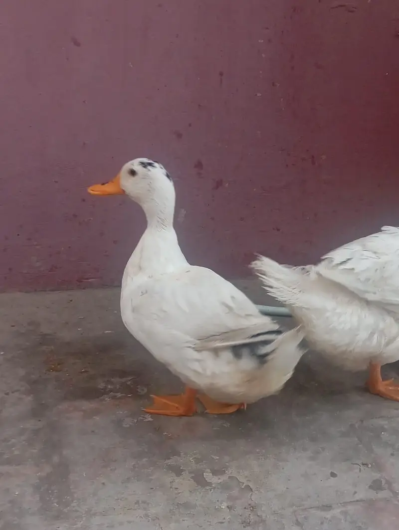 03208782463 Whatsapp or call egg laying — photo 3