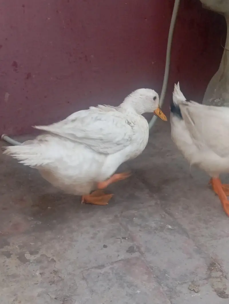 03208782463 Whatsapp or call egg laying — photo 4