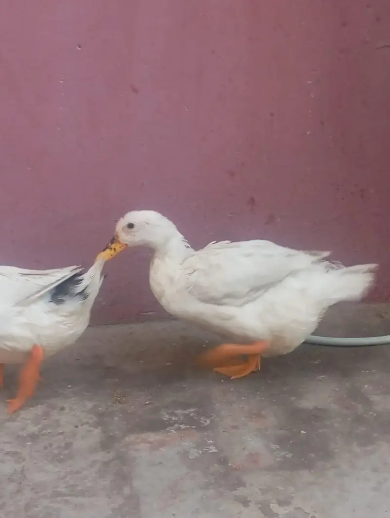 03208782463 Whatsapp or call egg laying — photo 5