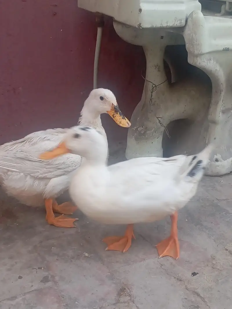 03208782463 Whatsapp or call egg laying — photo 6