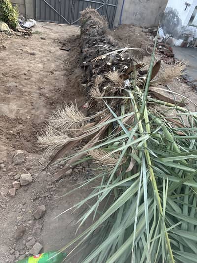 Date Palm Tree Khajor Tree big size Tree