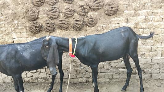 for sale pitel goat