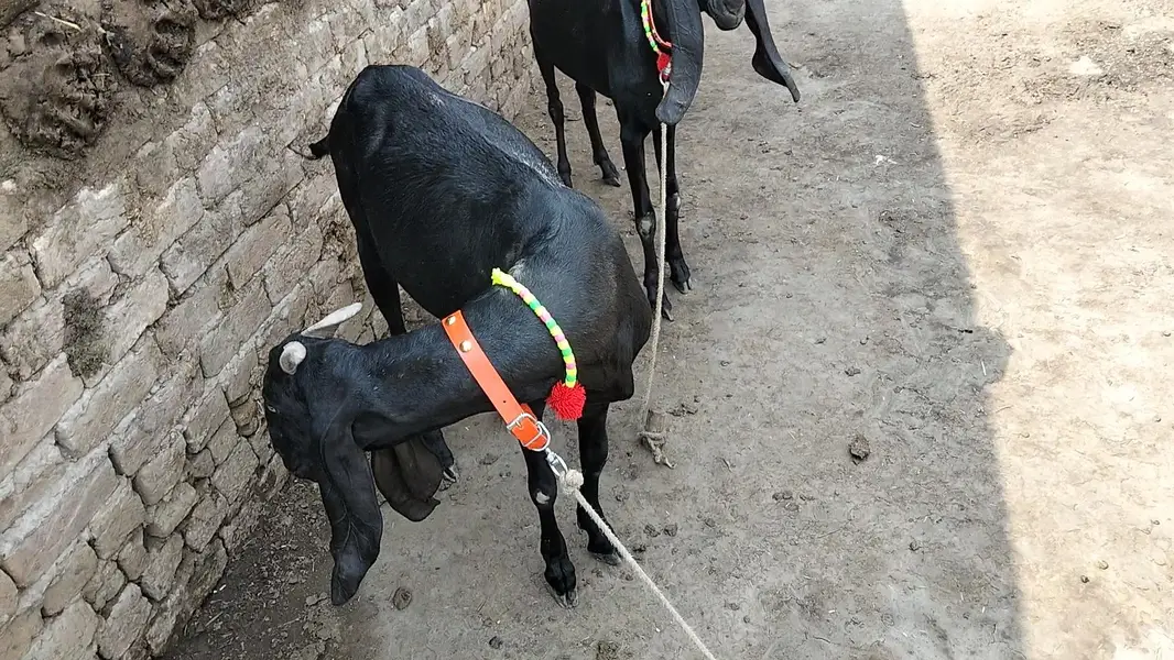 for sale pitel goat — photo 2