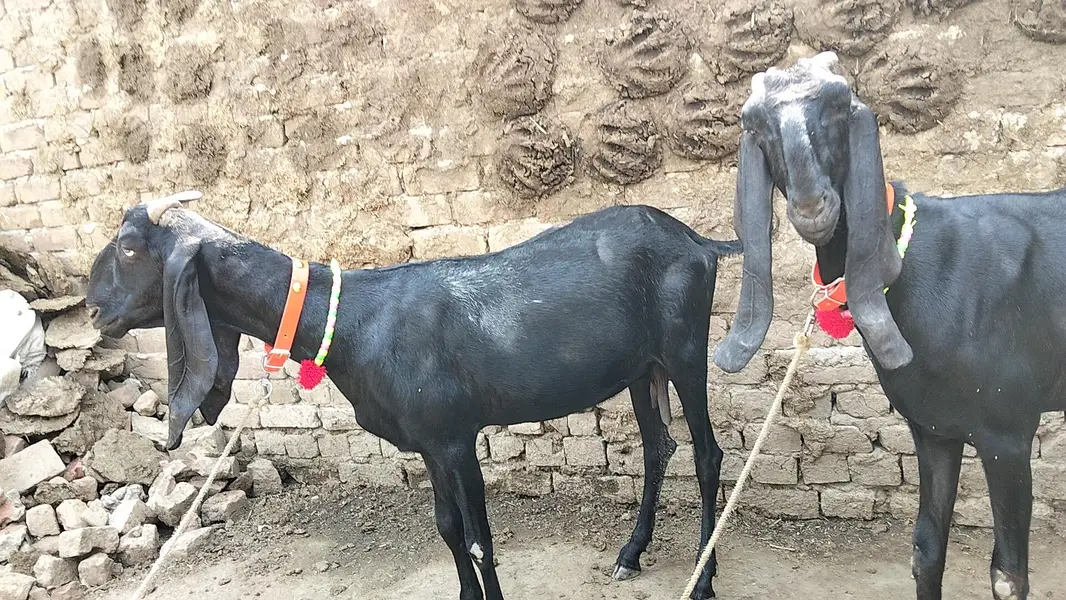 for sale pitel goat — photo 3