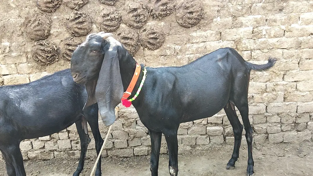 for sale pitel goat — photo 4