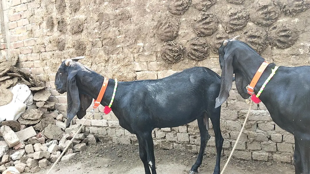 for sale pitel goat — photo 5