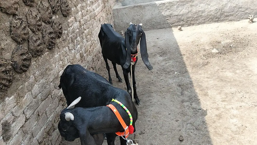 for sale pitel goat — photo 6