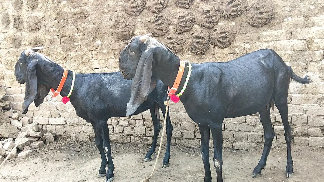 for sale pitel goat — photo 7