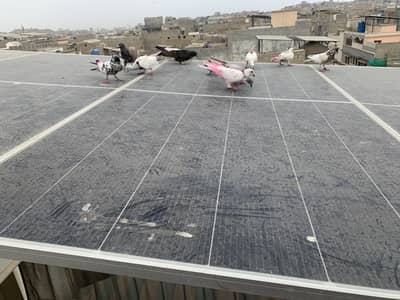 11 pigeon ha for sale paise oper niche kar lenge read description