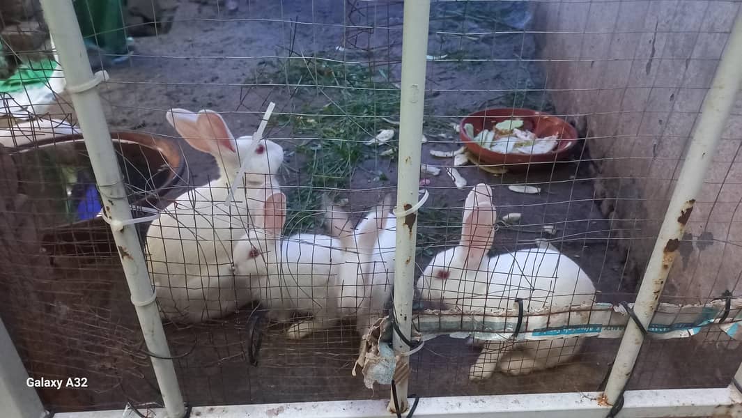 Rabbit 2