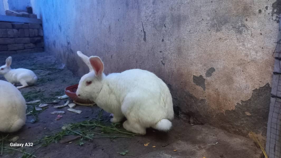 Rabbit 3