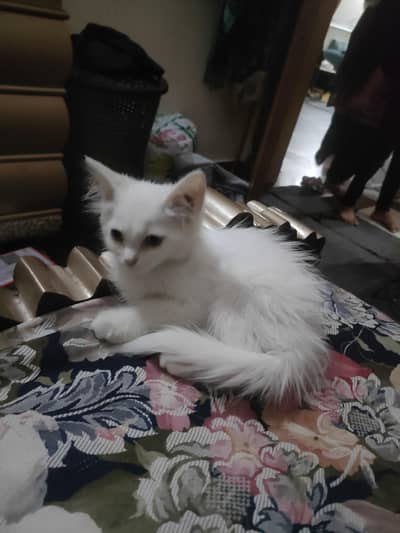 Persian Female Kitten For Sale