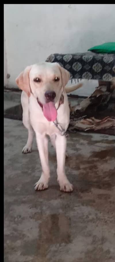 Labra Female only Low price