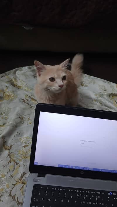 Single Coated Beautiful Cat