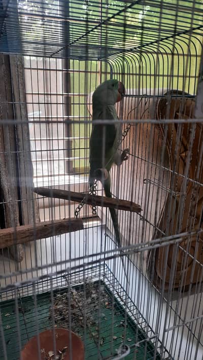 Raw Parrot