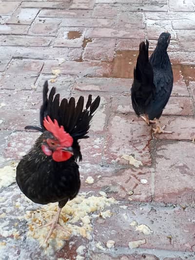 Black Japanese Bantam