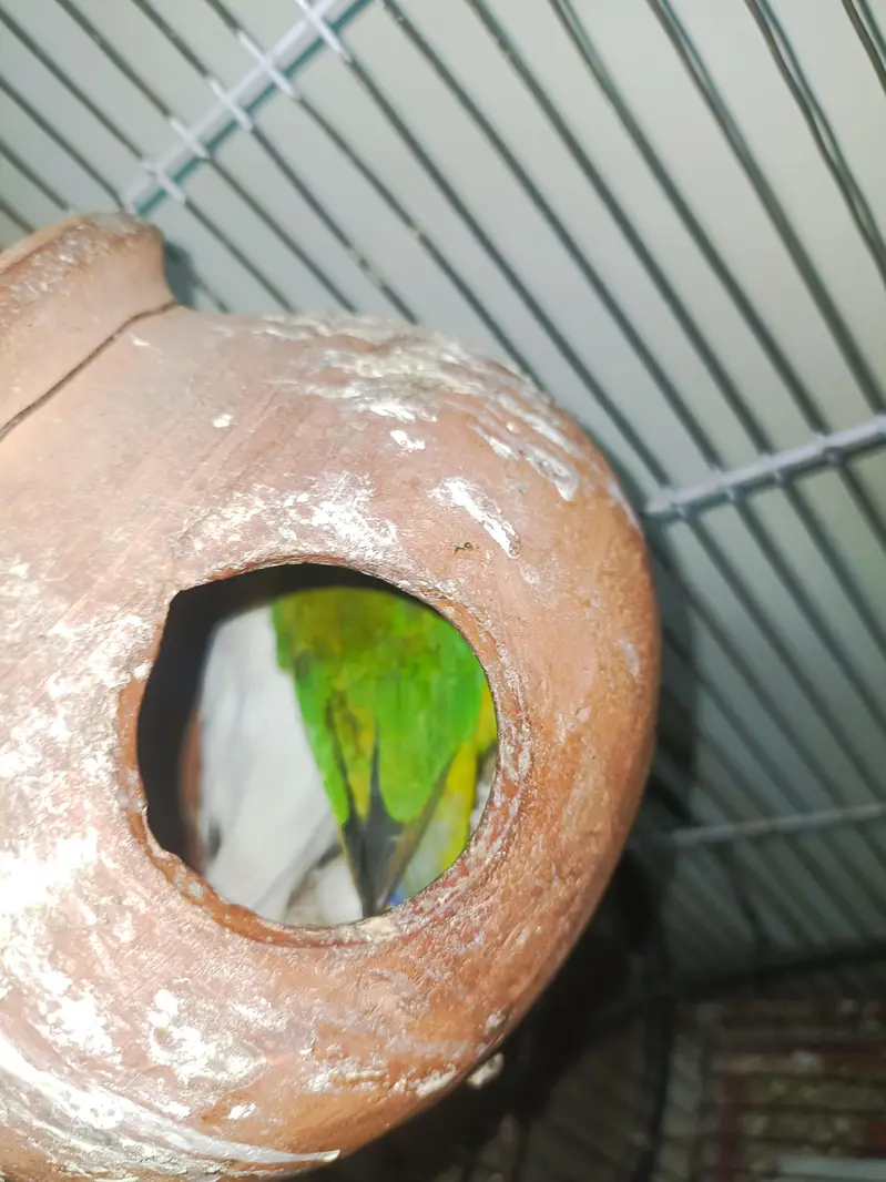 love birds — photo 2