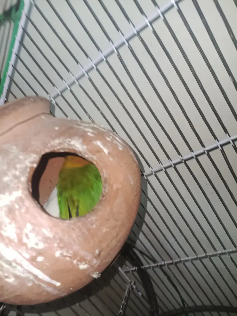 love birds — photo 3