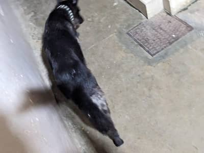 black germen shepherd female