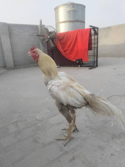 aseel Heera for sale aik ankh se kana