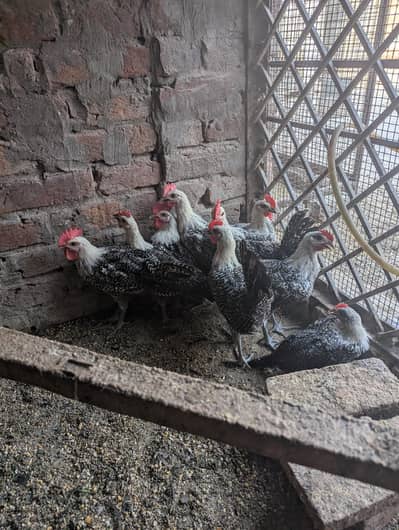 fayoumi chicks