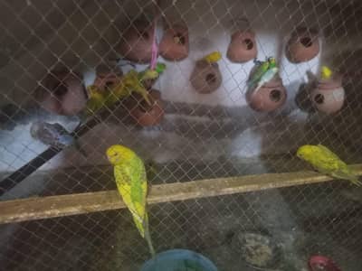 Australian parrot Available 1200 per pair