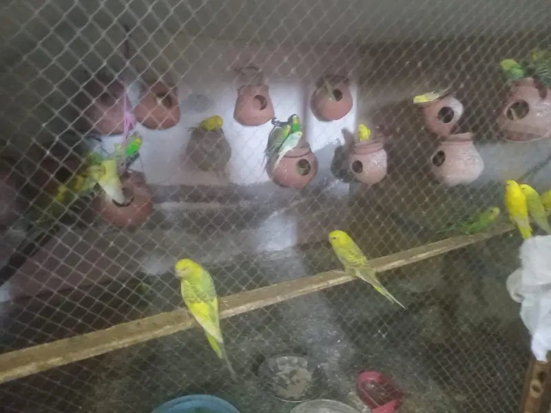 Australian parrot Available 1200 per pair — photo 2