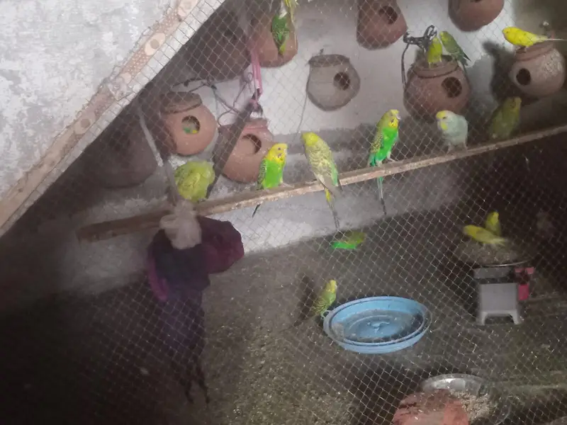 Australian parrot Available 1200 per pair — photo 3