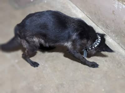 black German sheferd female