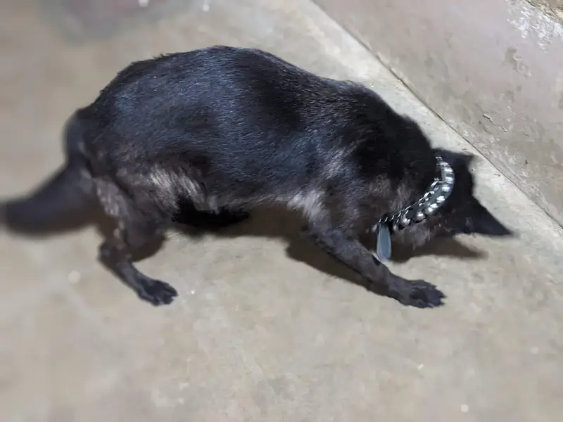 black German sheferd female