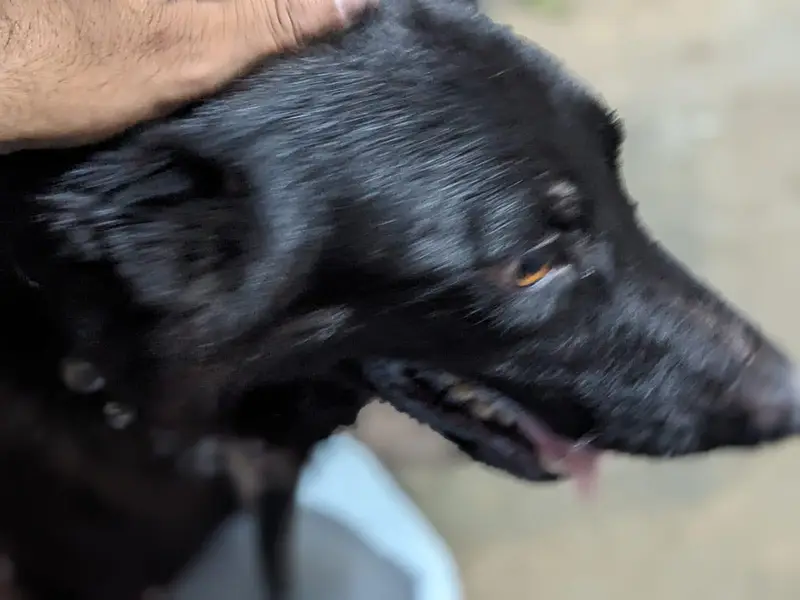 black German sheferd female — photo 3