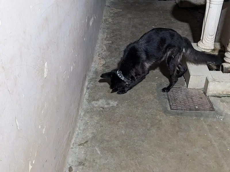black German sheferd female — photo 5