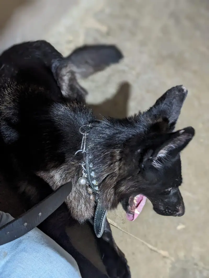 black German sheferd female — photo 8