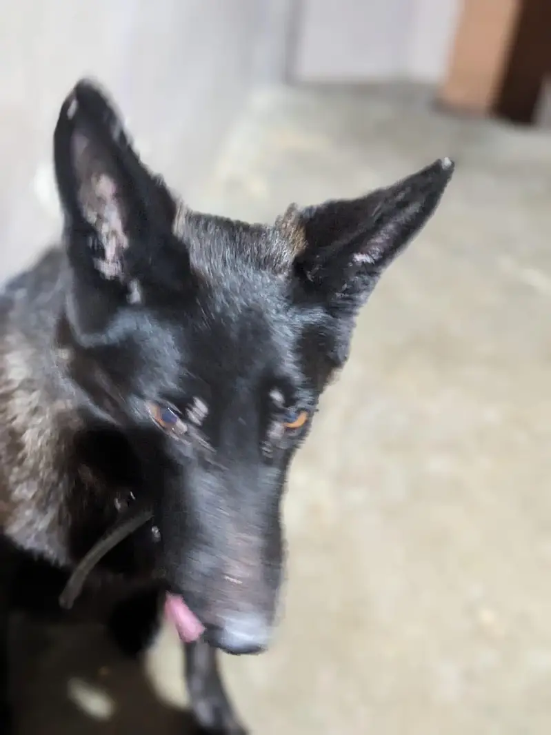 black German sheferd female — photo 9