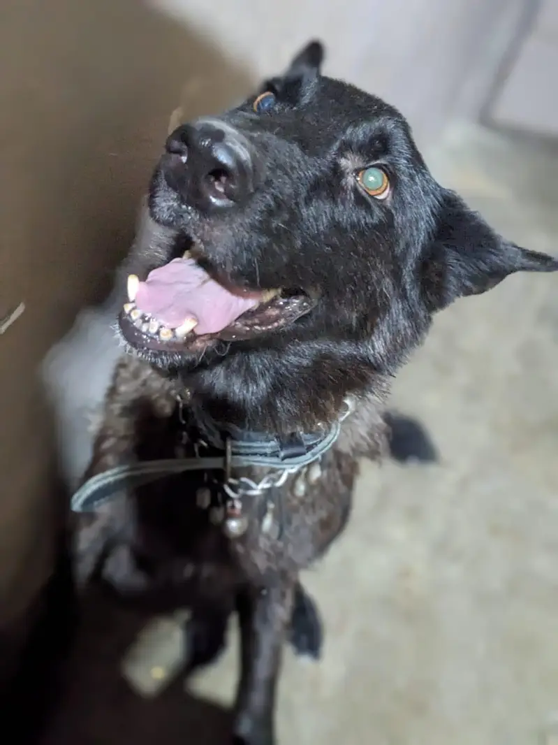 black German sheferd female — photo 10