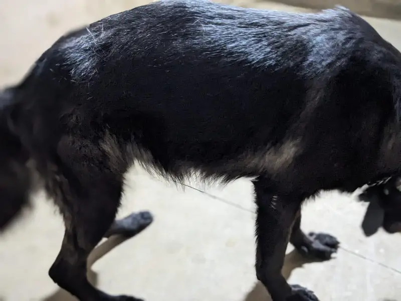 black German sheferd female — photo 12