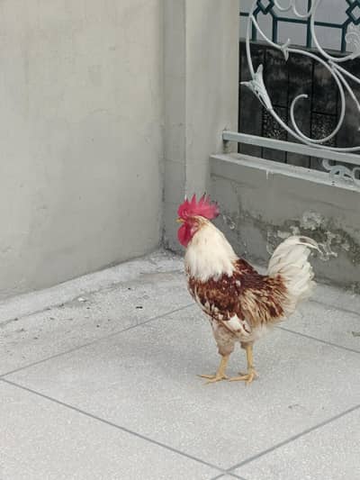 Hen 1 Male & 2 Female