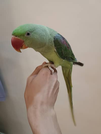 pahari kashmiri raw female ready to breed