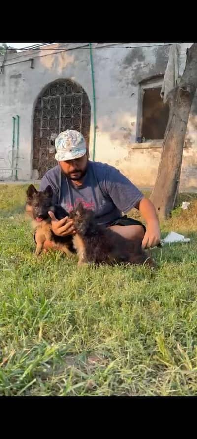 German Shepherd Long Coated tan & black pedigree